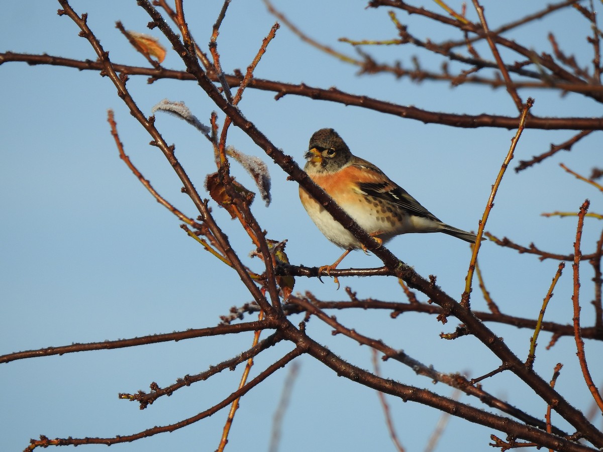 Brambling - ML646406596