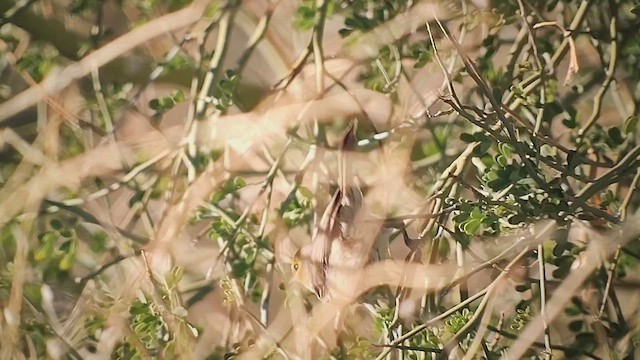 Verdin - ML646406597