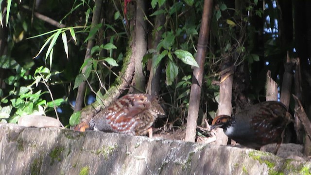 Hill Partridge - ML646406599