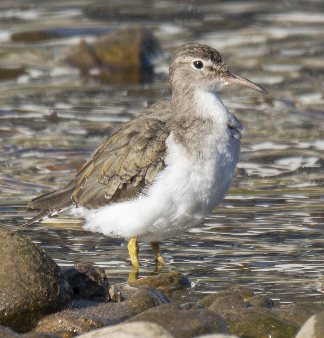 Spotted Sandpiper - ML646406606