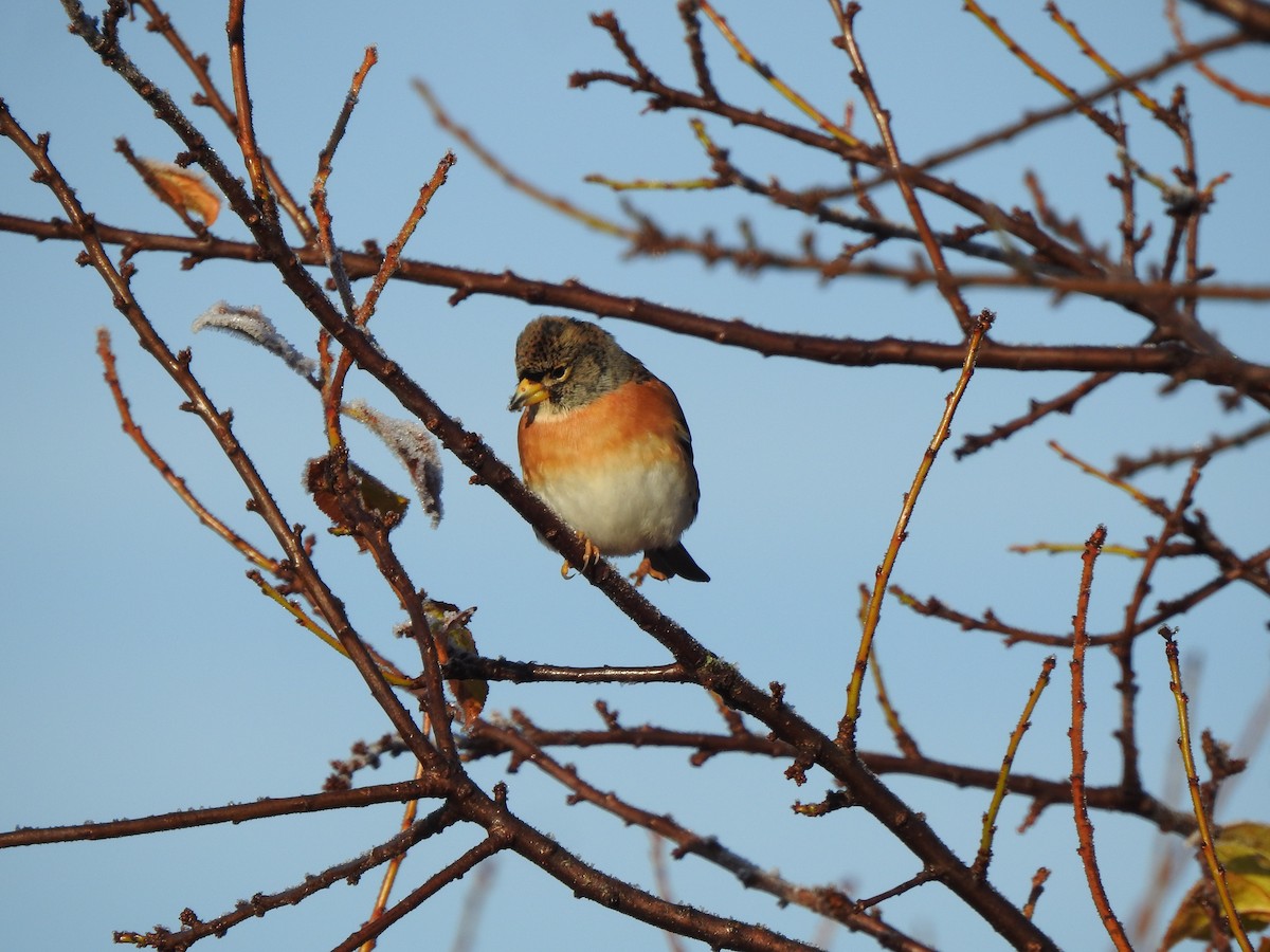 Brambling - ML646406609