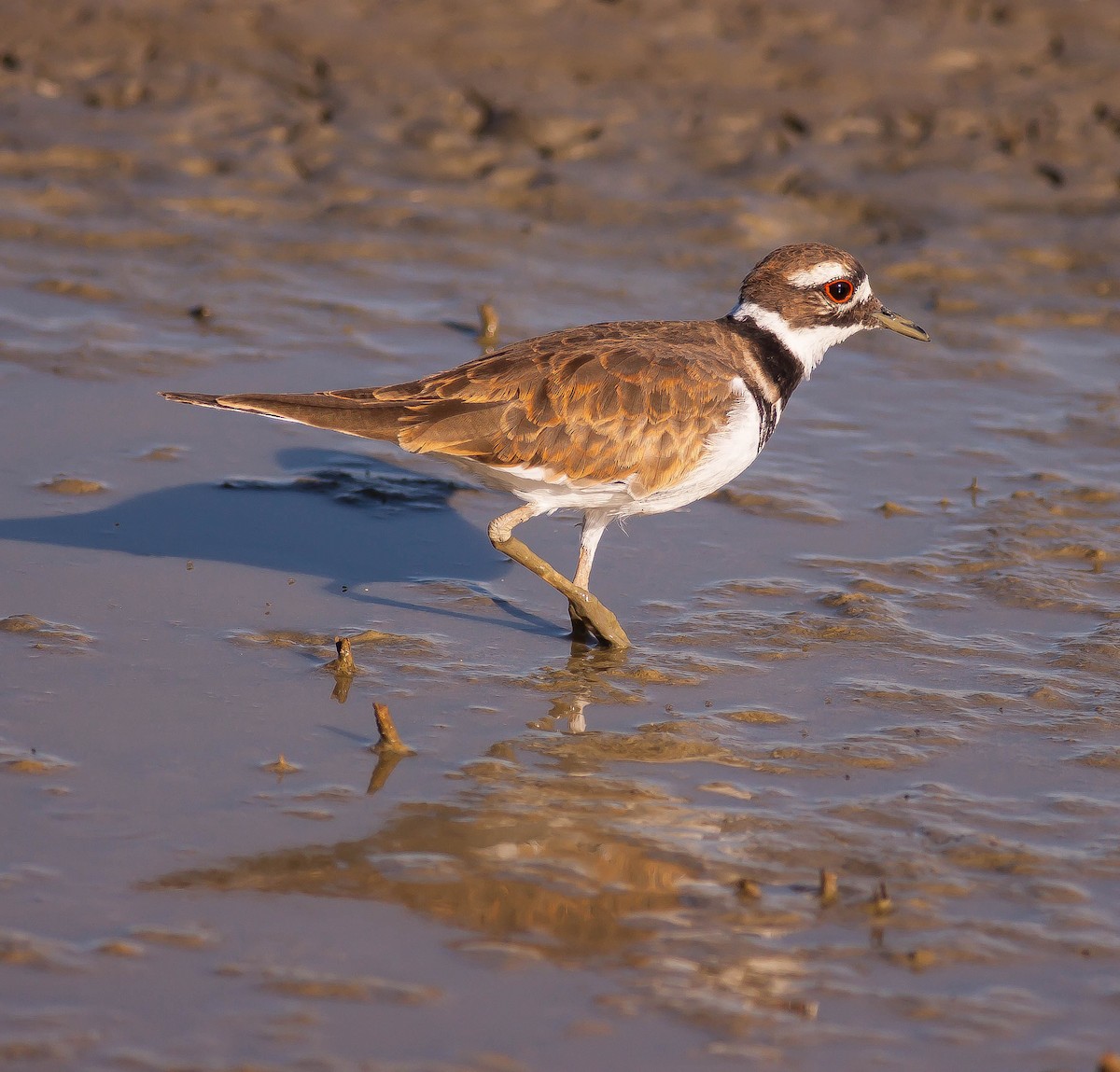 Çayır Cılıbıtı - ML646406611