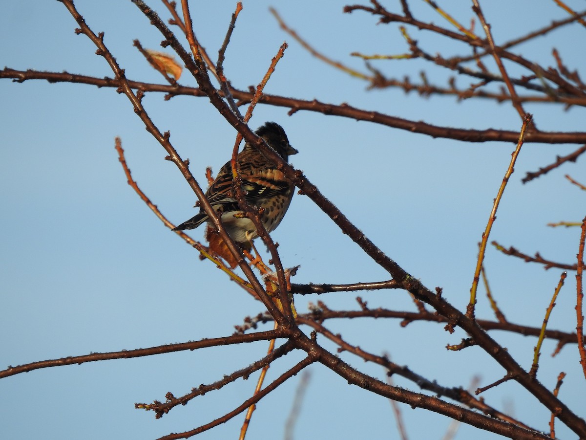 Brambling - ML646406617