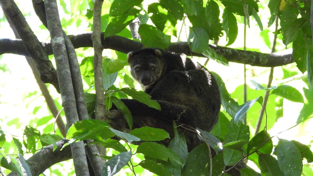 Sulawesi Bear Cuscus - ML646406618