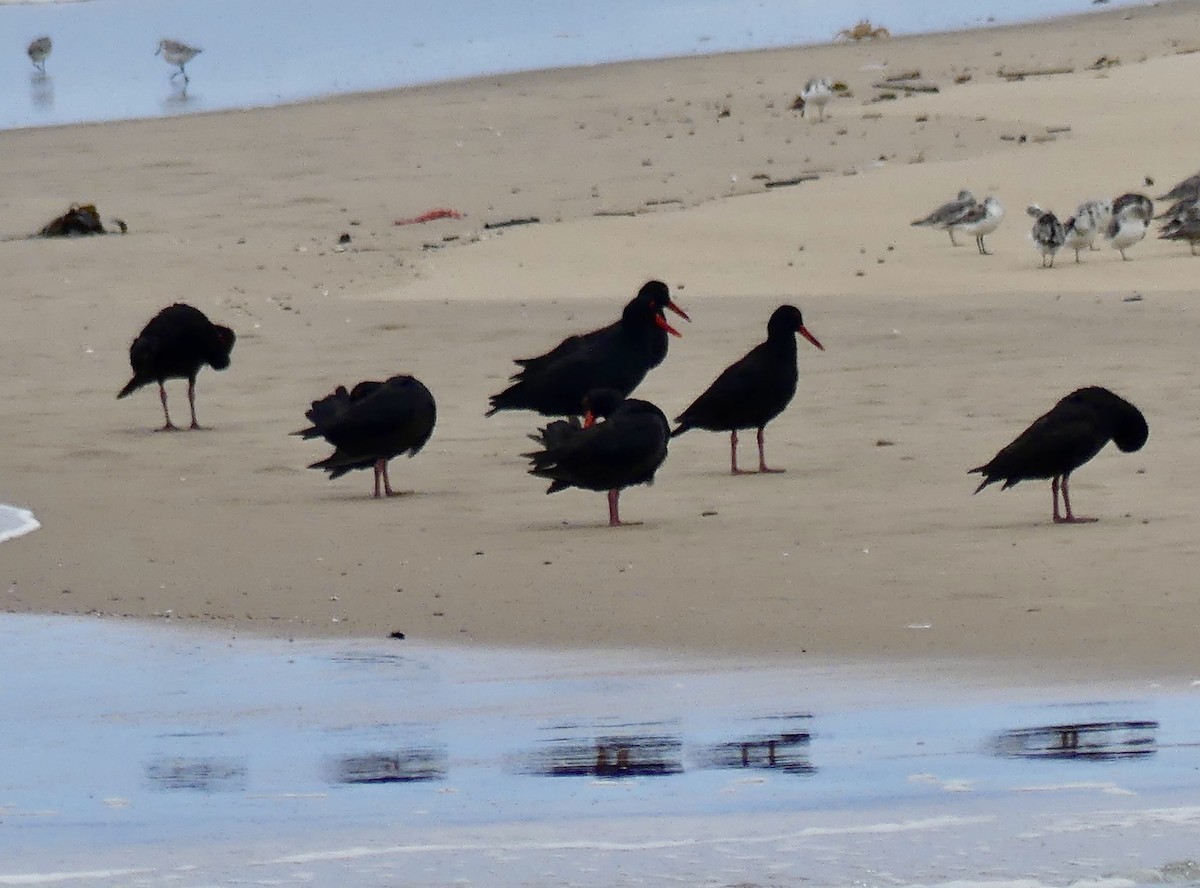 African Oystercatcher - ML646406624