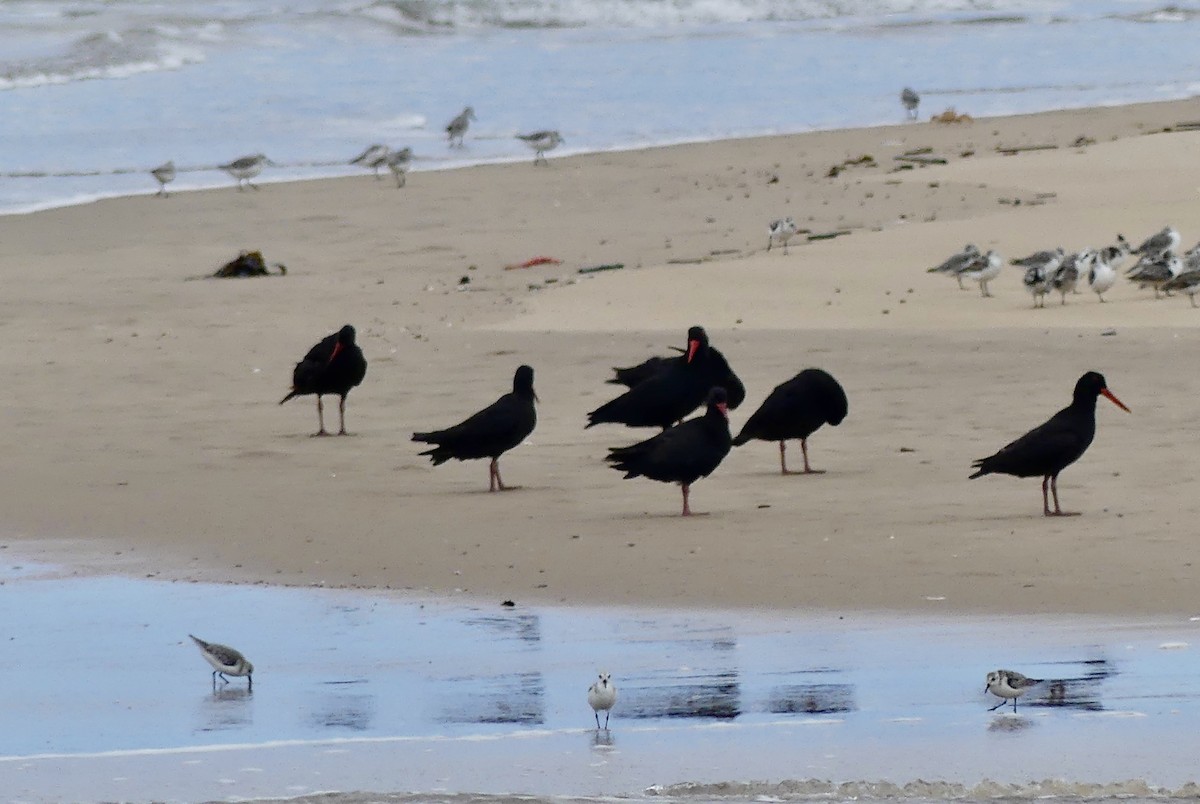 African Oystercatcher - ML646406625