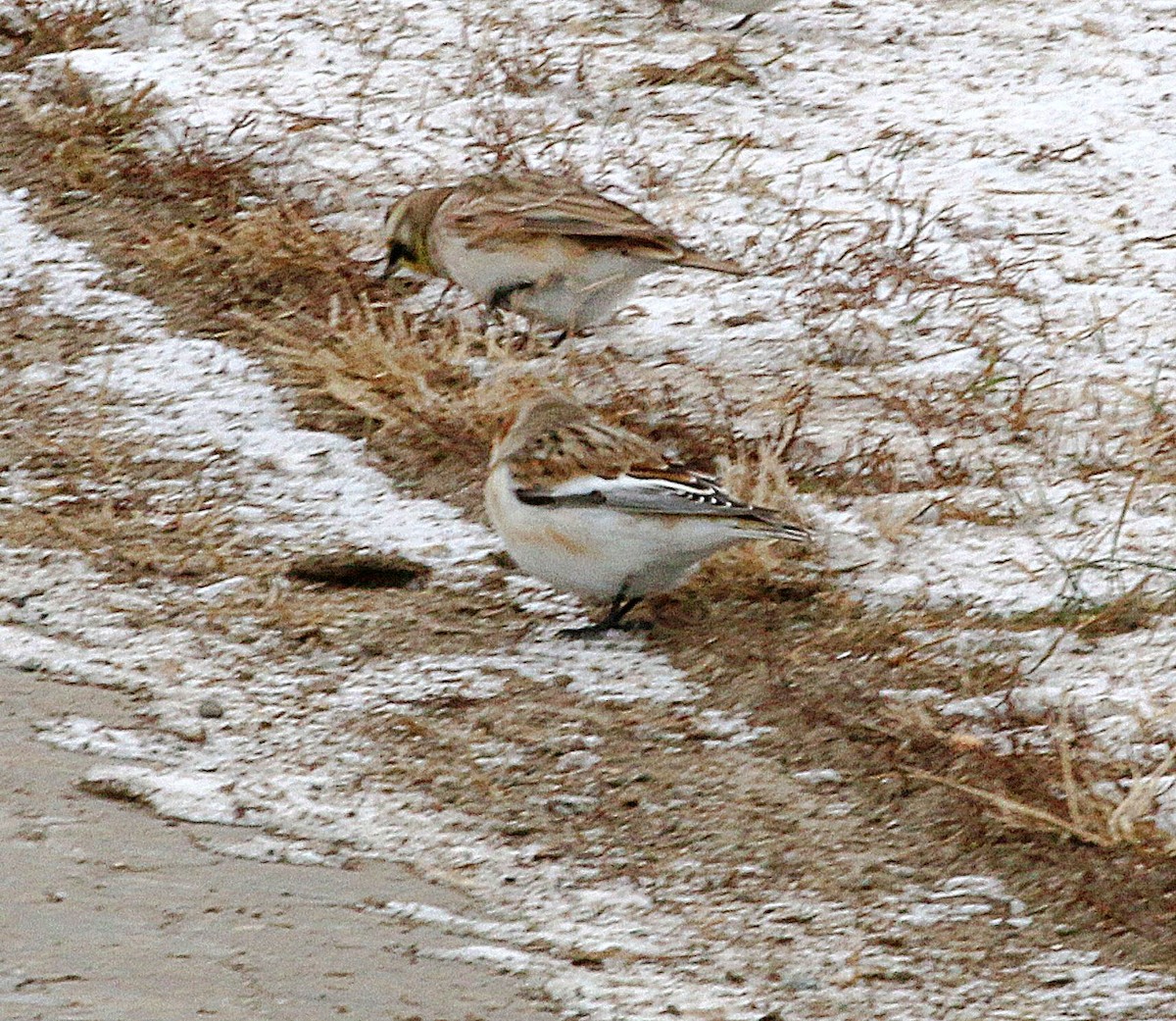Snow Bunting - ML646406626