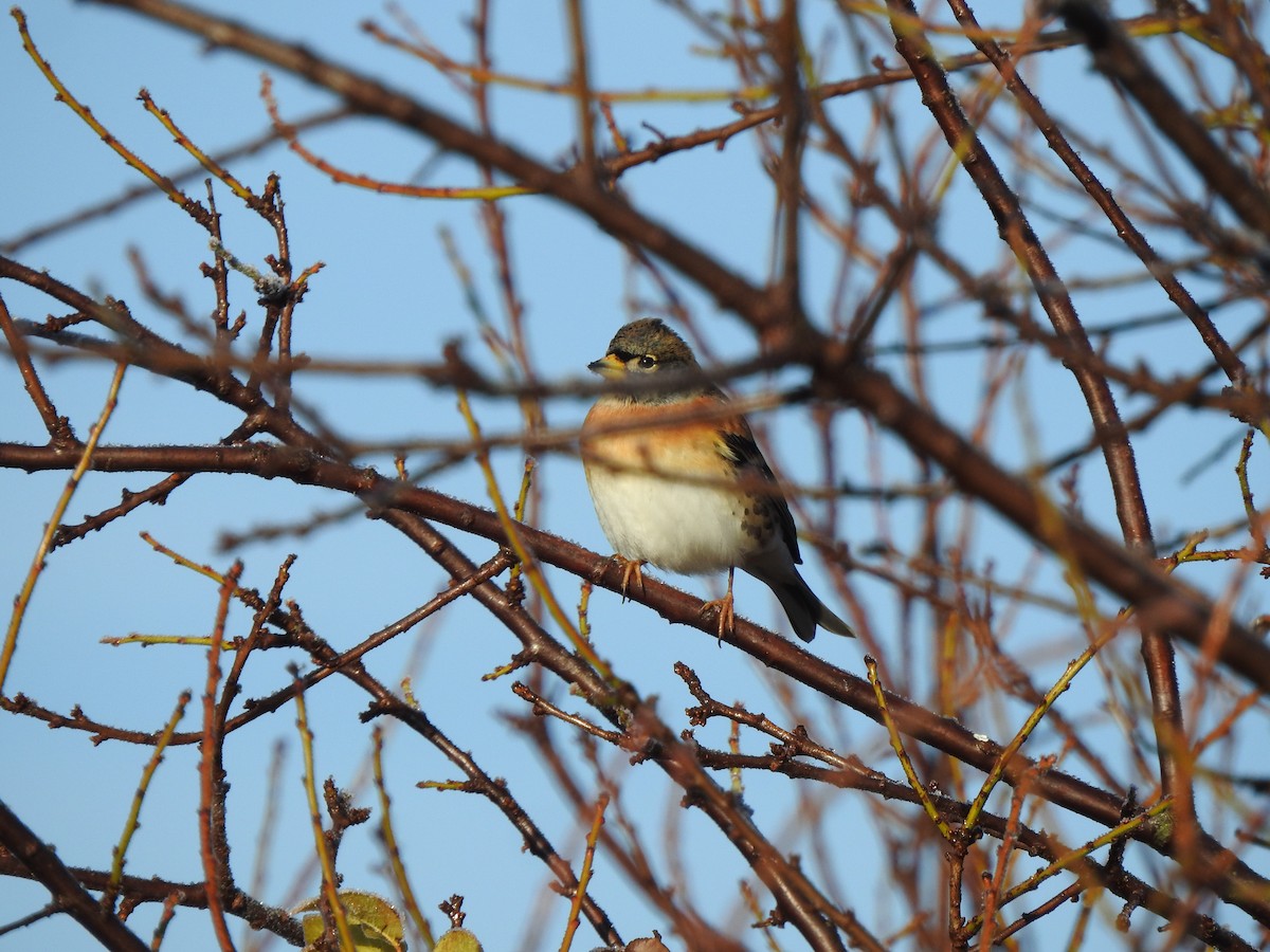 Brambling - ML646406627