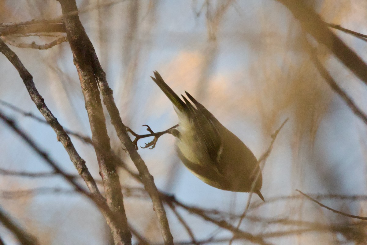 králíček americký - ML646406628