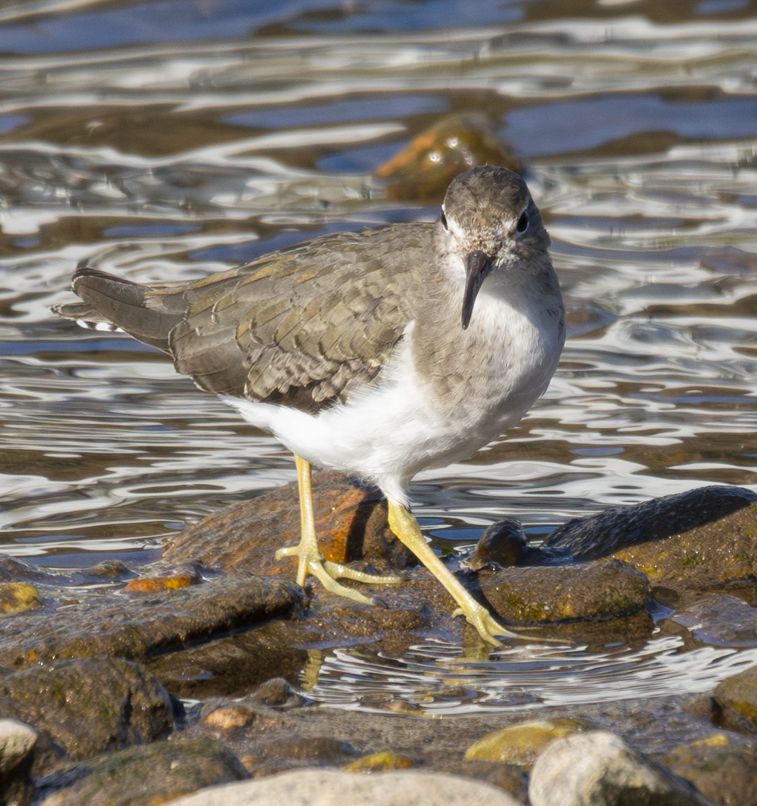 Spotted Sandpiper - ML646406629