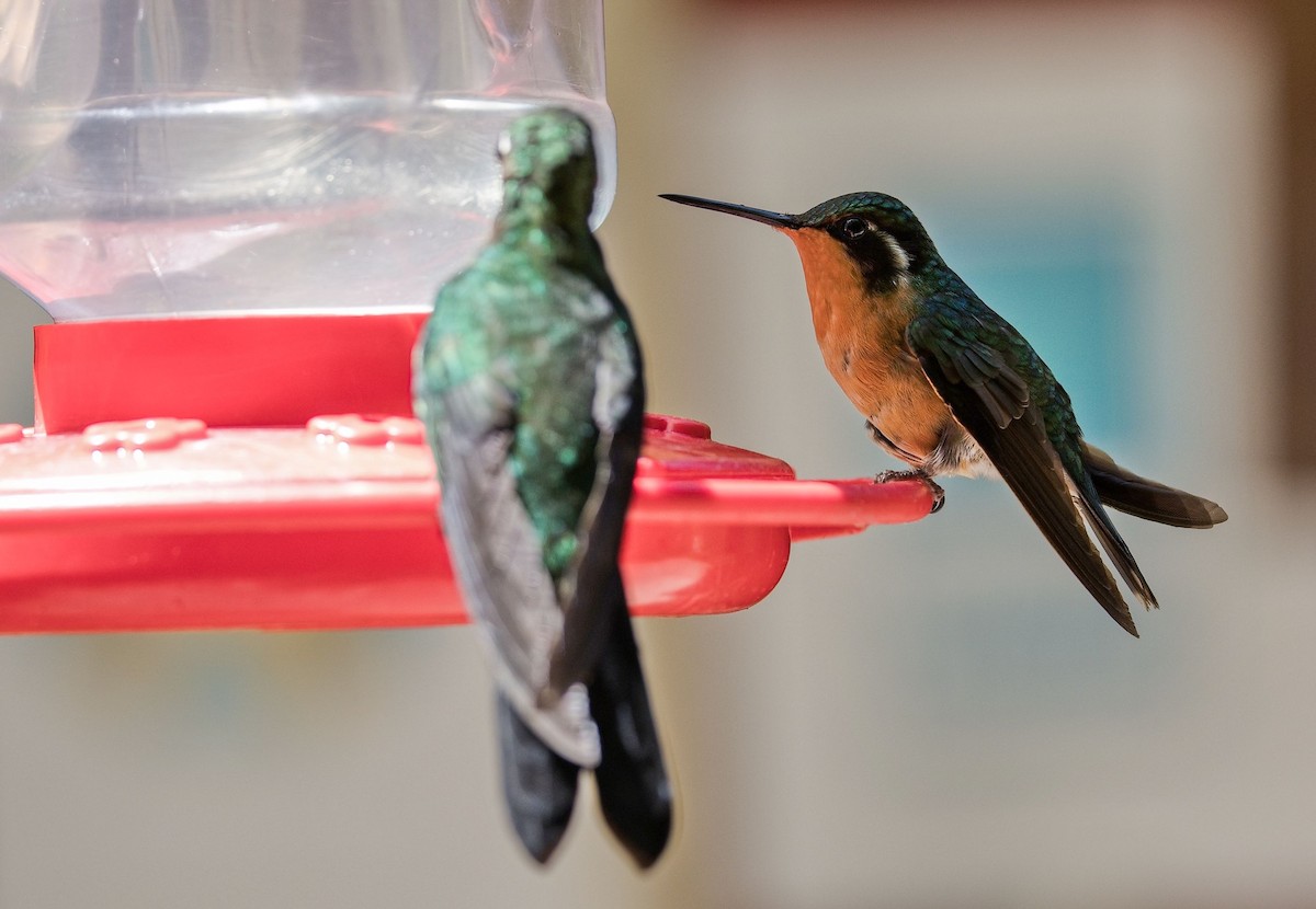 Purple-throated Mountain-gem - ML646406632