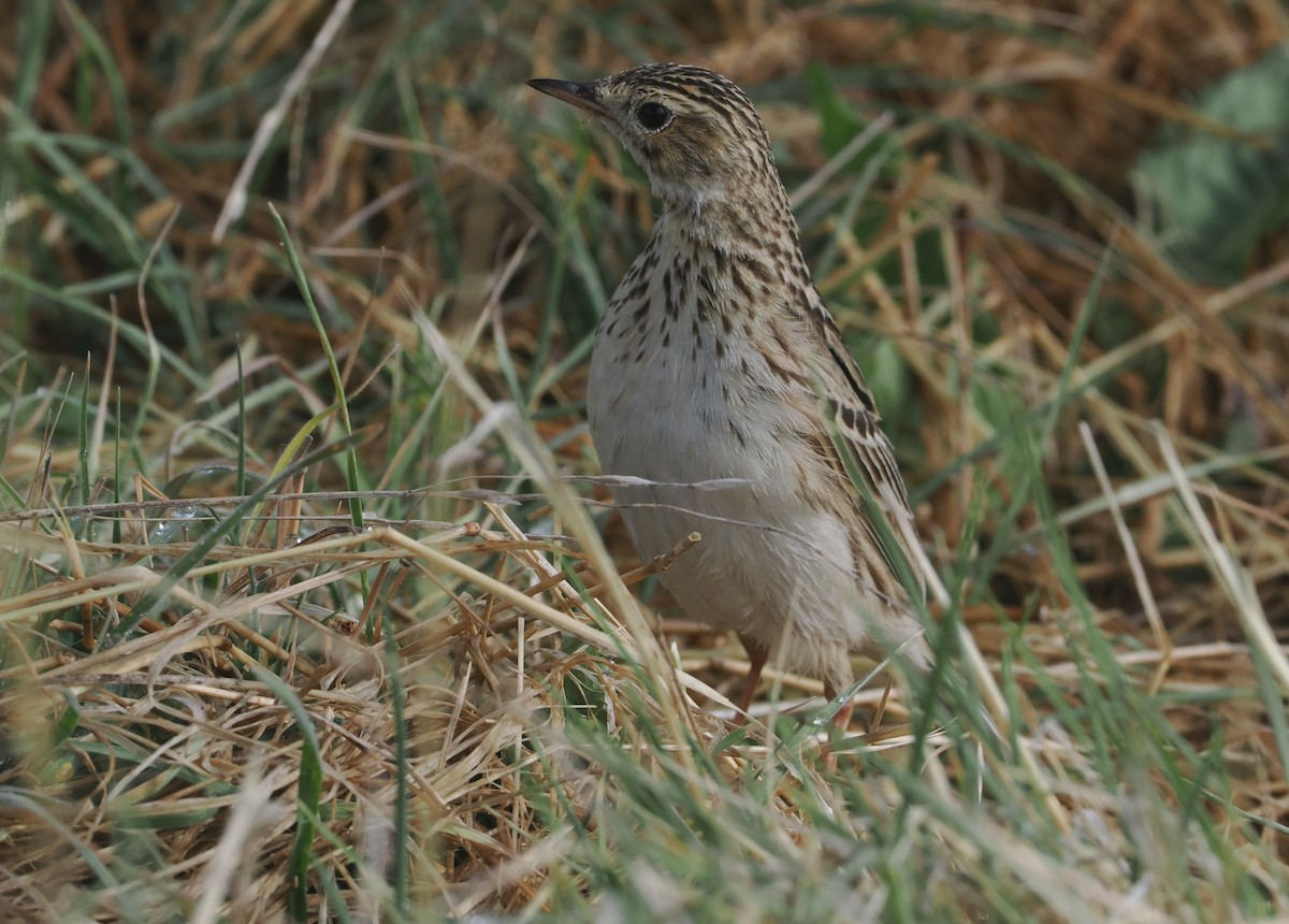 Puna Pipit - ML646406633