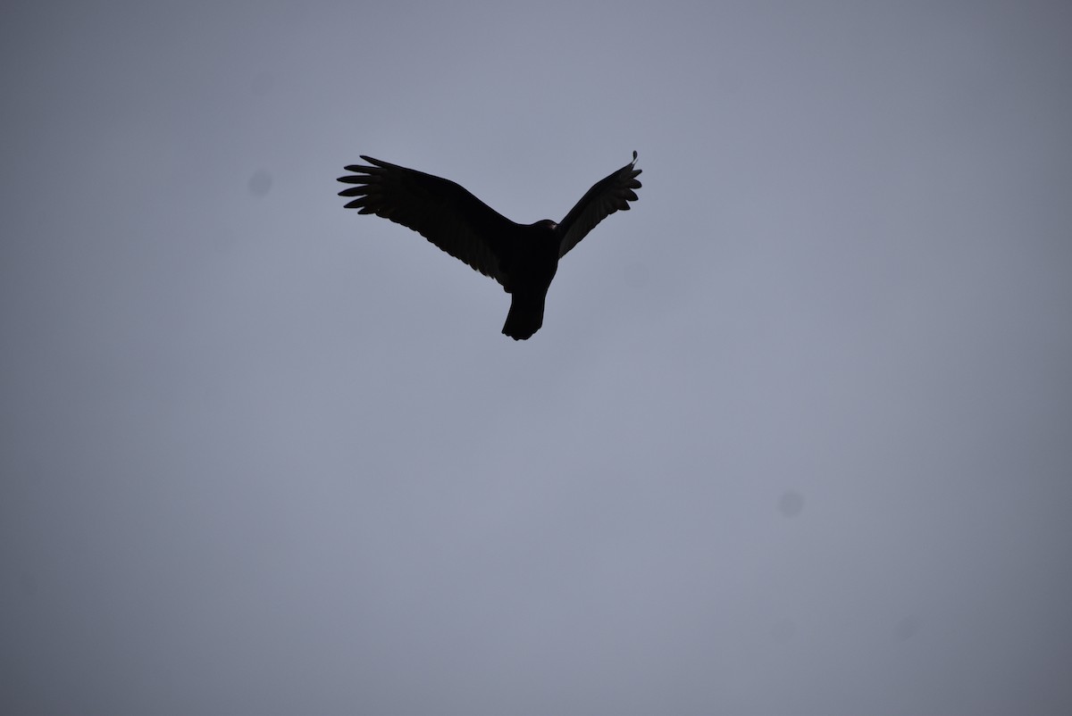 Turkey Vulture - ML646406634