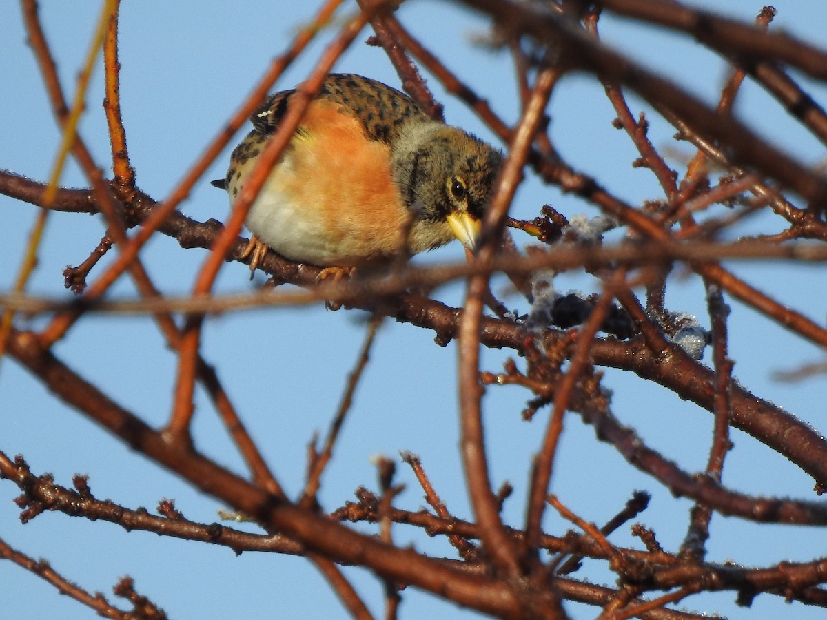 Brambling - ML646406635