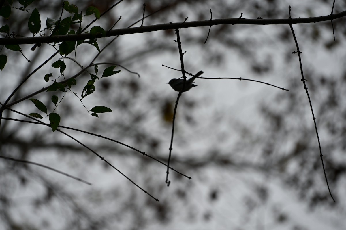 Комароловка сиза - ML646406637