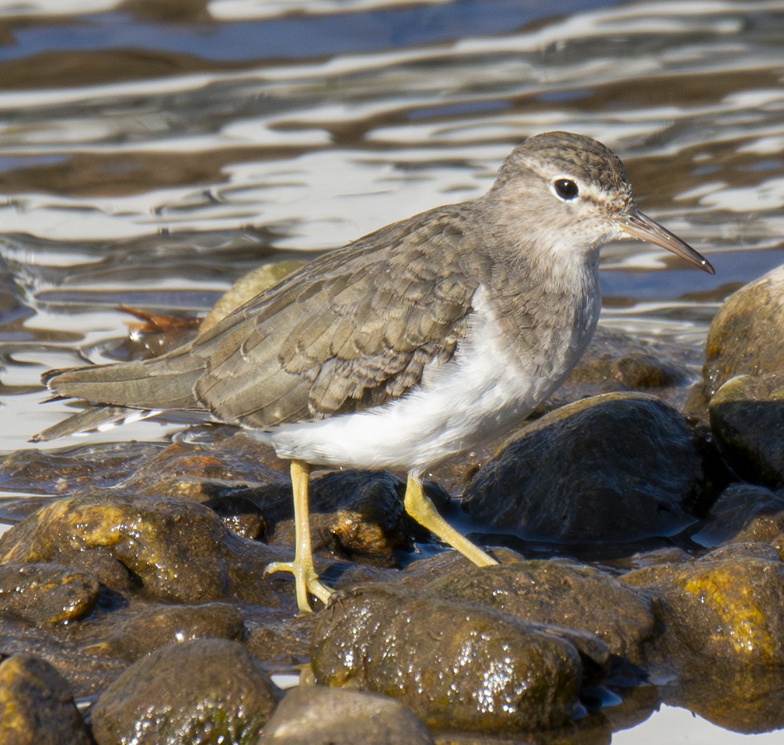 Spotted Sandpiper - ML646406638