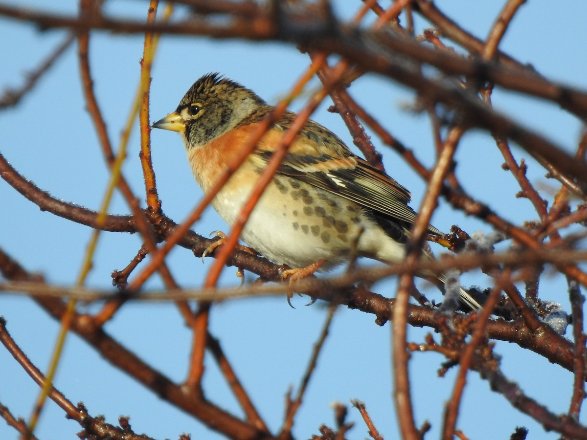Brambling - ML646406639