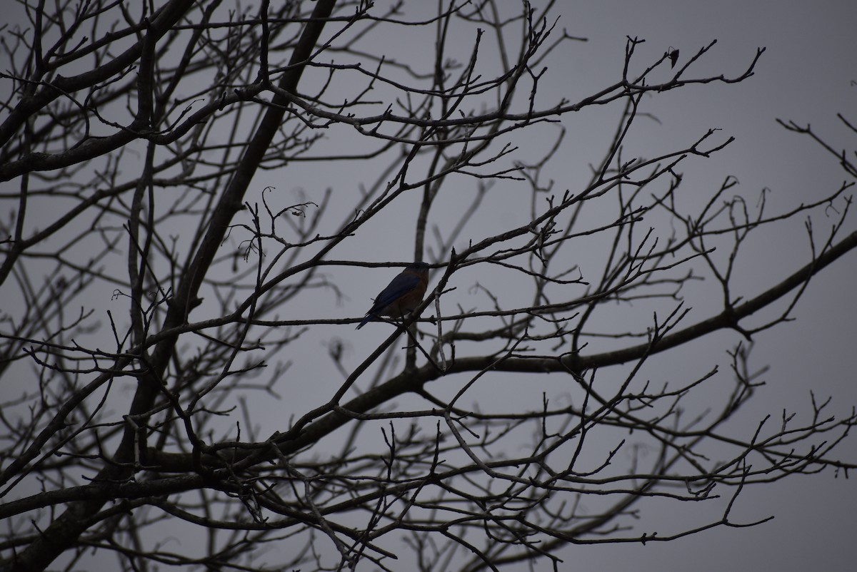 Eastern Bluebird - ML646406640