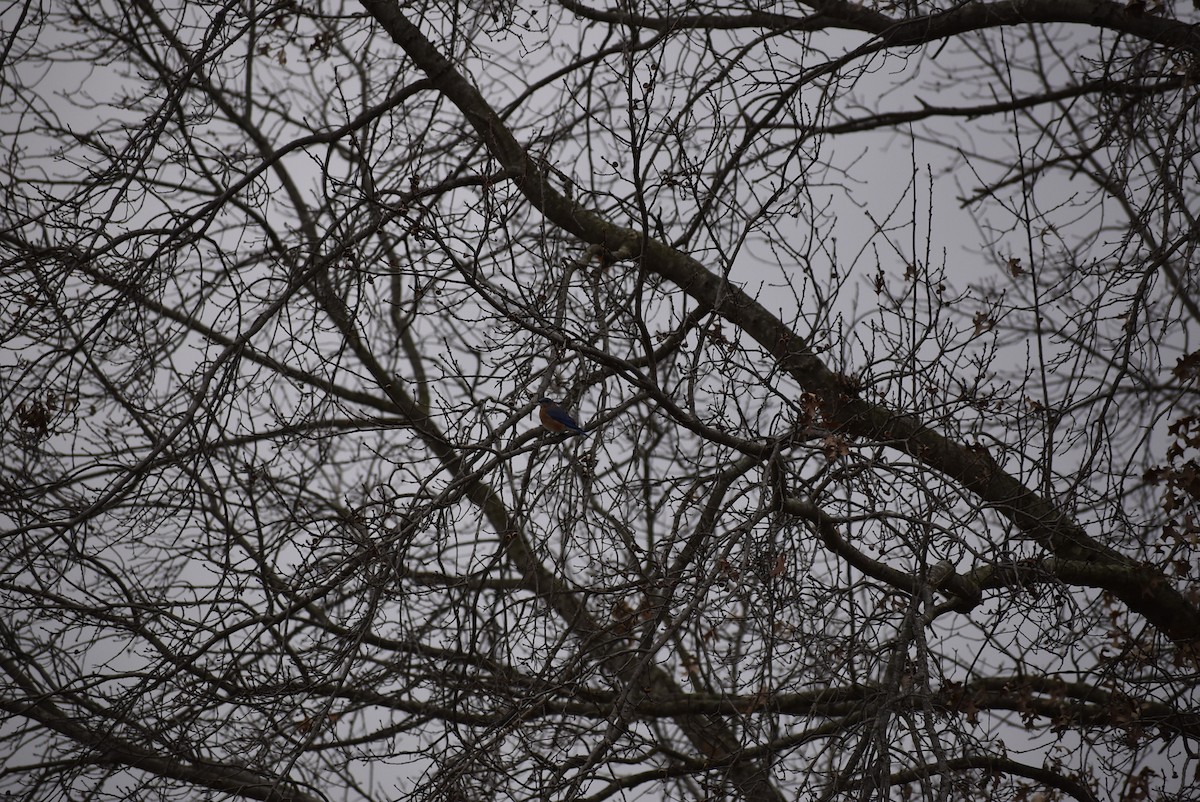 Eastern Bluebird - ML646406641