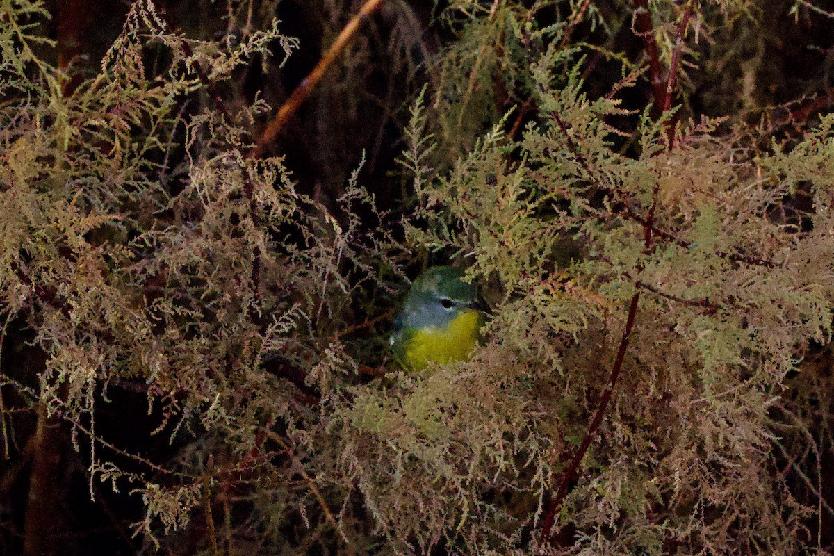 lesňáček lišejníkový - ML646406642