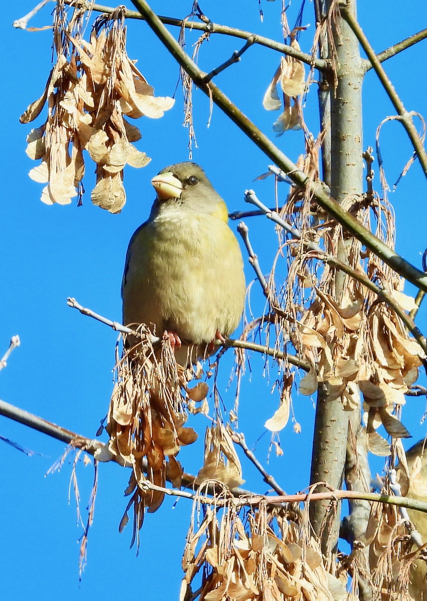 Evening Grosbeak - ML646406646