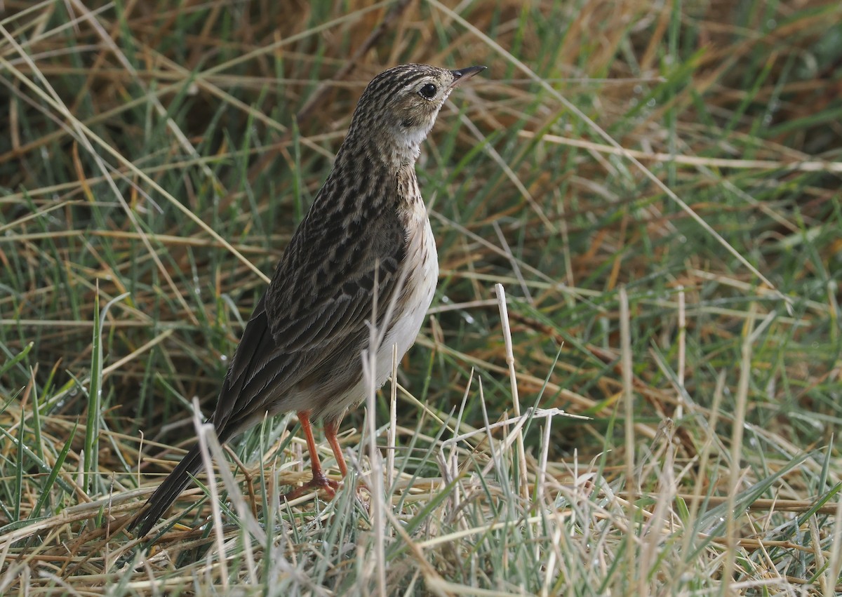 Puna Pipit - ML646406647