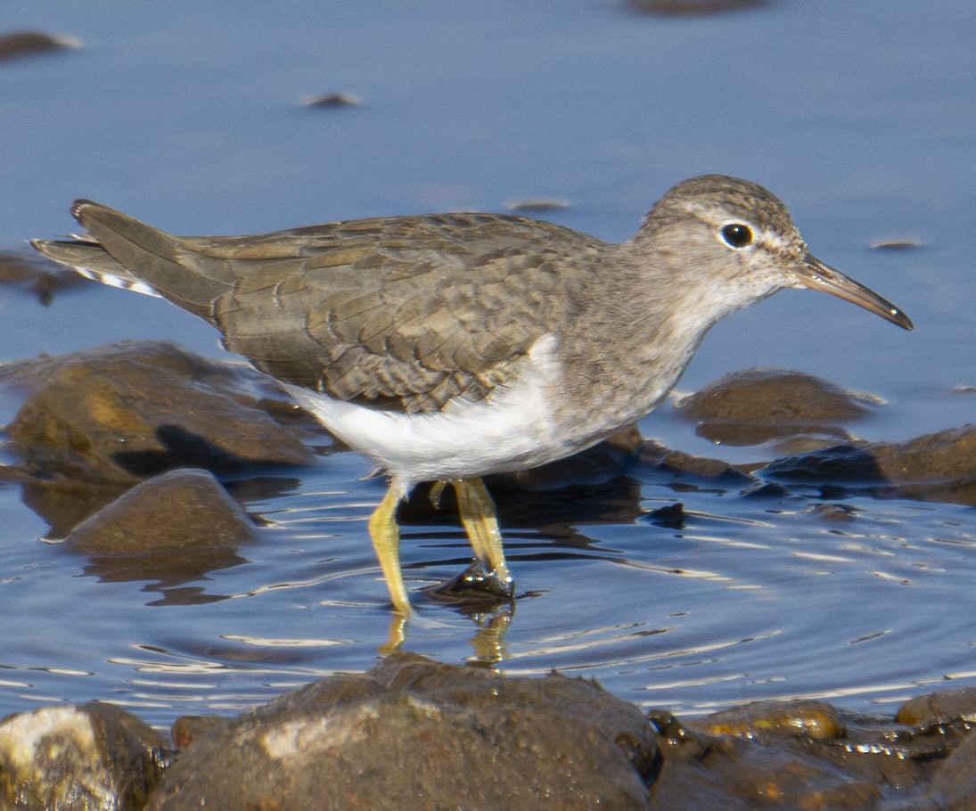 Spotted Sandpiper - ML646406654