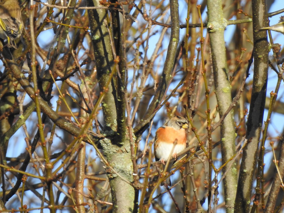 Brambling - ML646406655