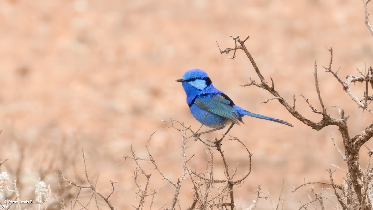 Splendid Fairywren - ML646406656