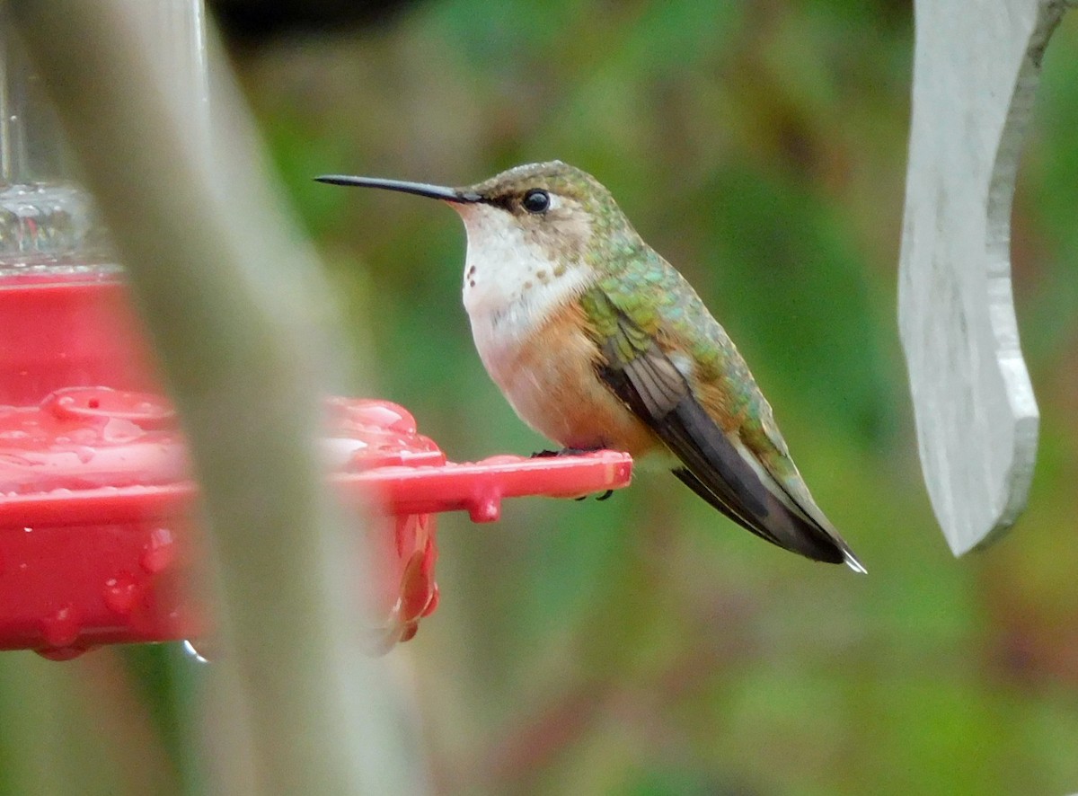 Rufous Hummingbird - ML646406657