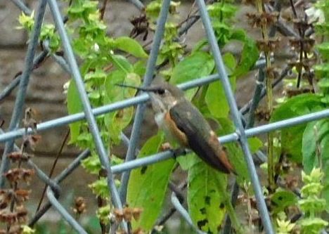 Rufous Hummingbird - ML646406658