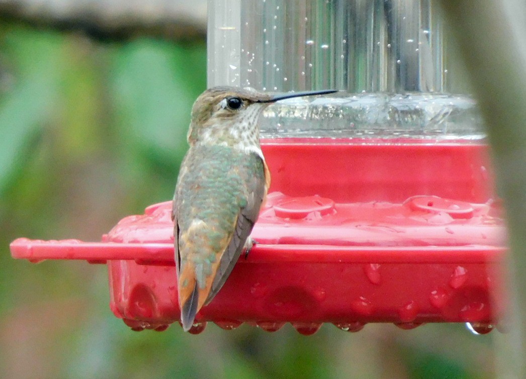 Rufous Hummingbird - ML646406659