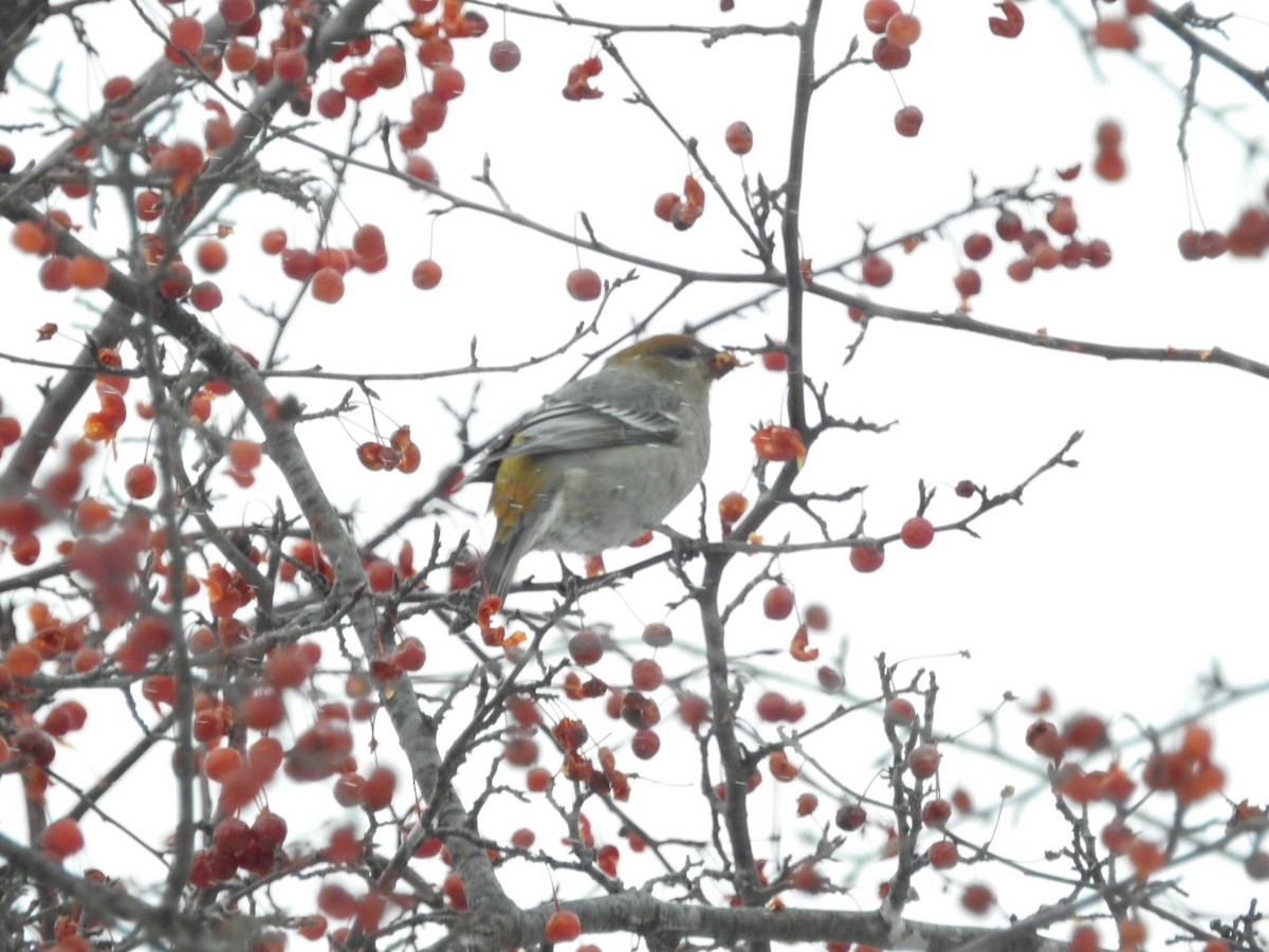 Pinu-gailupa - ML646406660