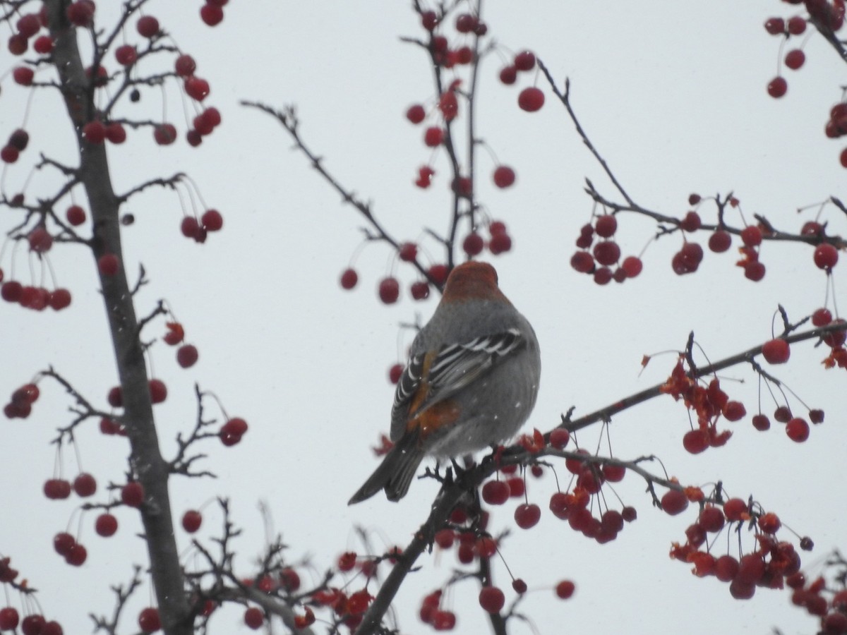 Pinu-gailupa - ML646406661