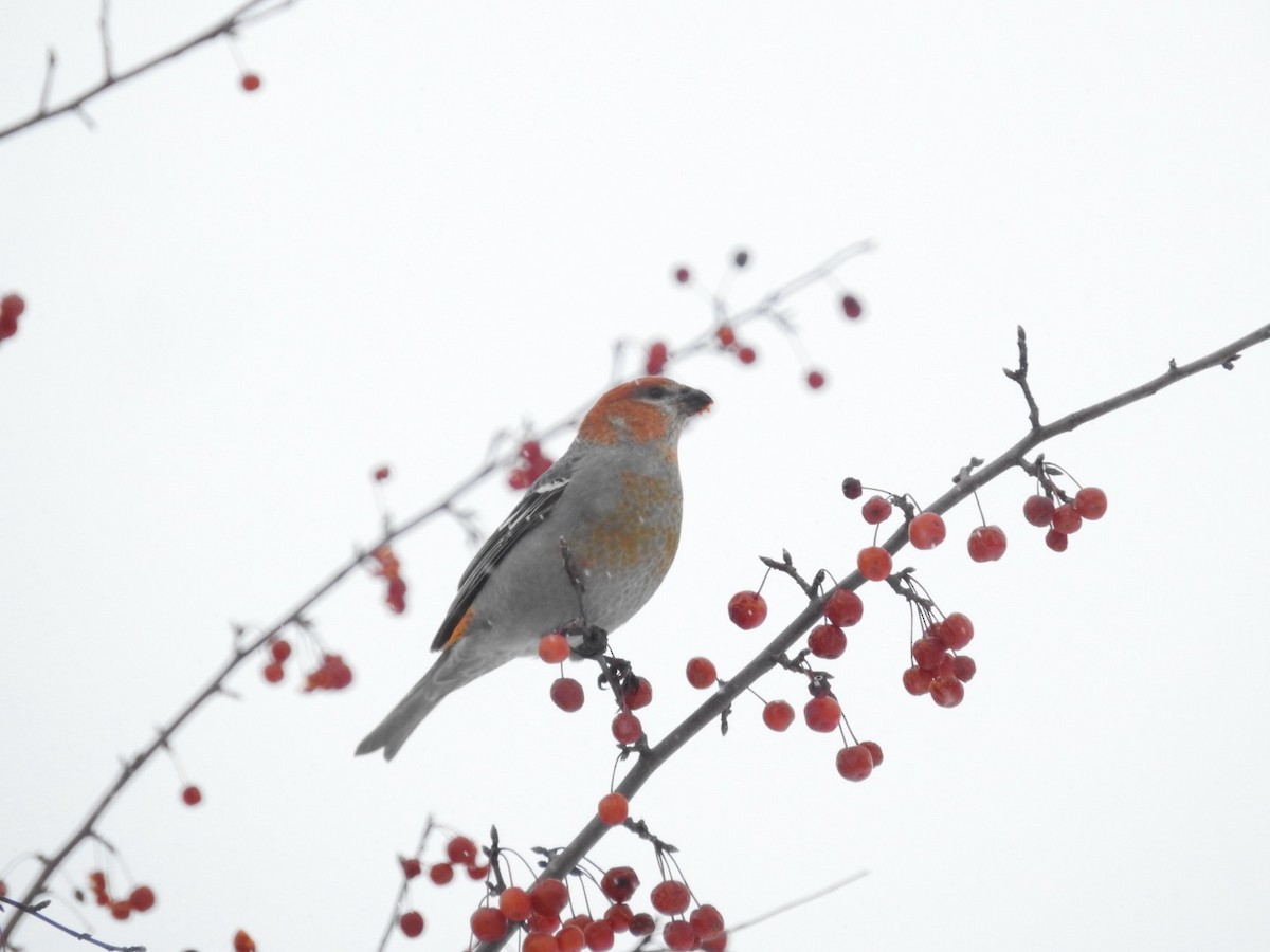 Pinu-gailupa - ML646406662