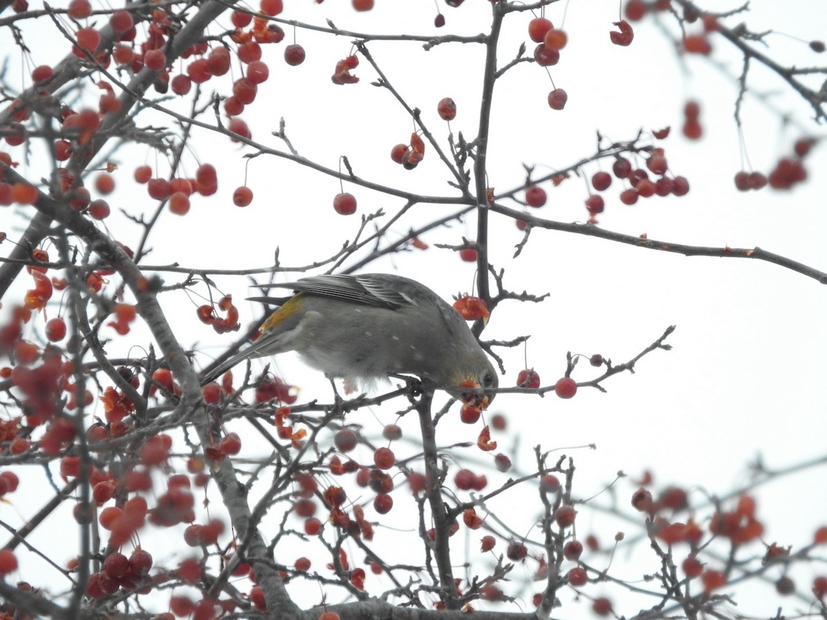 Pinu-gailupa - ML646406663