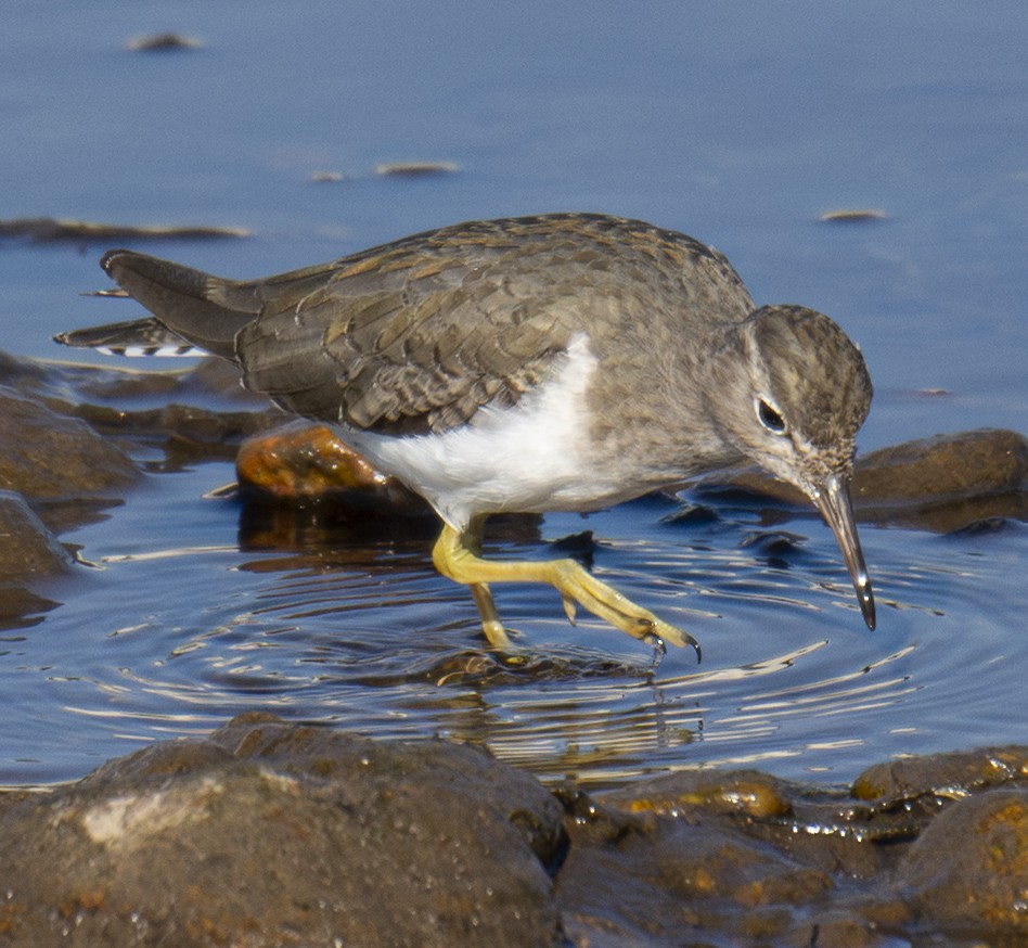 Spotted Sandpiper - ML646406664