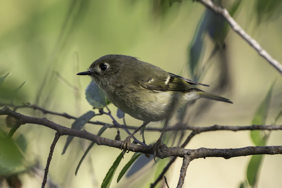 Ruby-crowned Kinglet - ML646406665