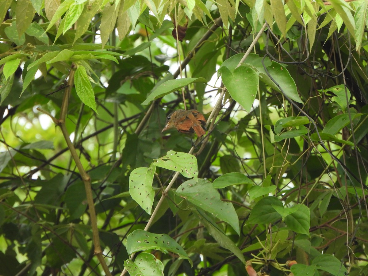 One-colored Becard - ML646406668