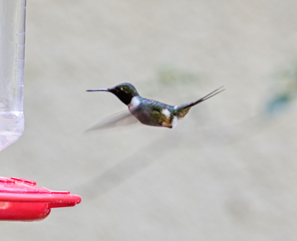 Magenta-throated Woodstar - ML646406669