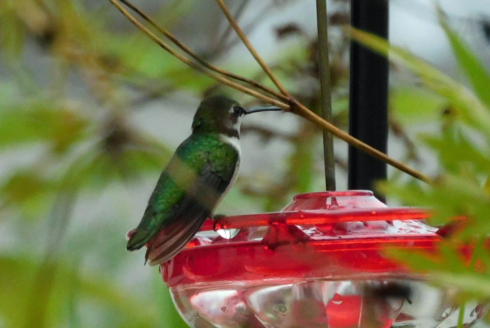 Колібрі рубіновогорлий - ML646406671