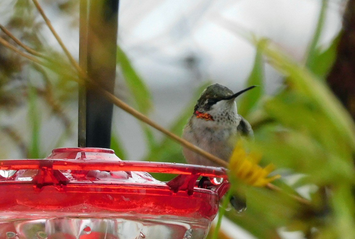 Колібрі рубіновогорлий - ML646406672