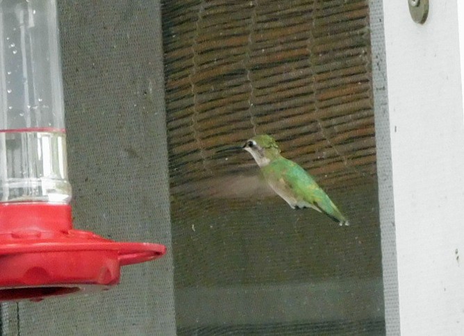 Колібрі рубіновогорлий - ML646406673