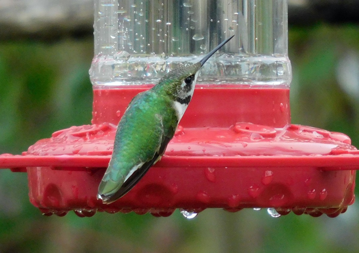 Колібрі рубіновогорлий - ML646406674