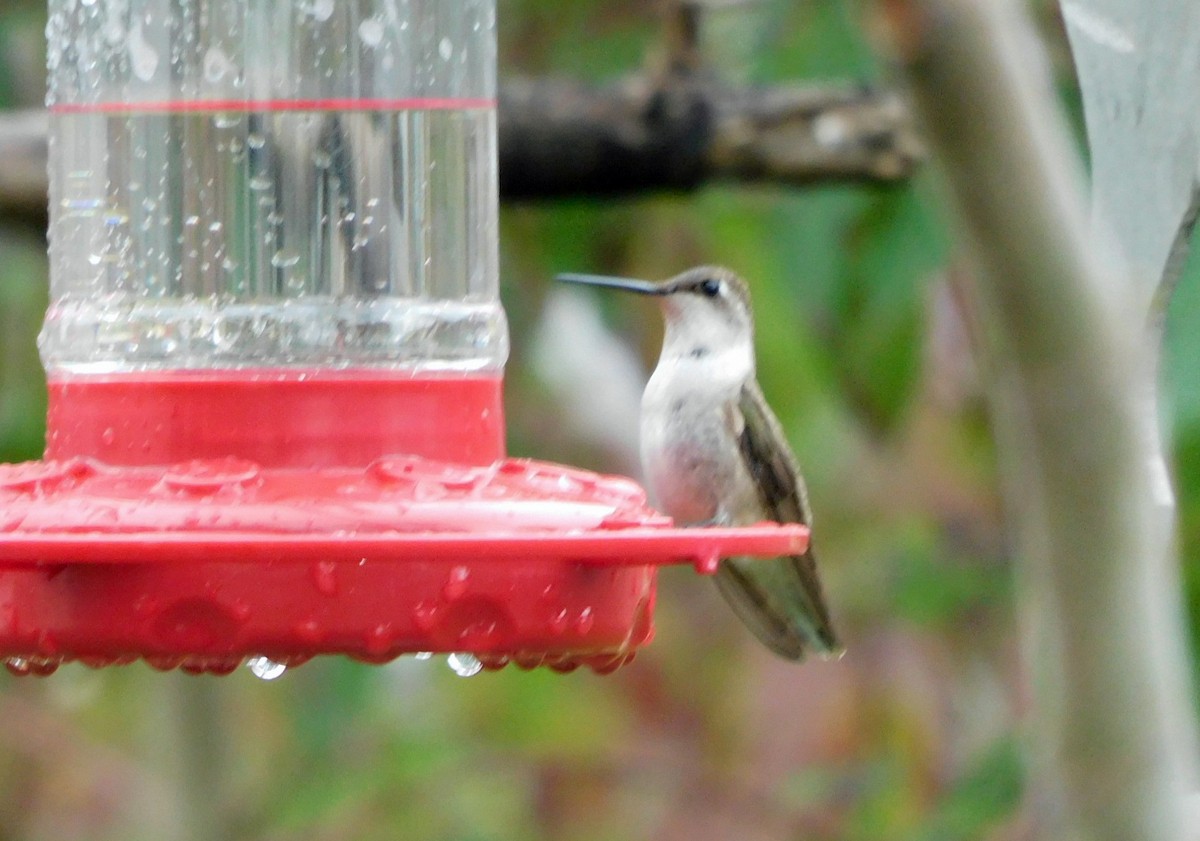 Black-chinned Hummingbird - ML646406675