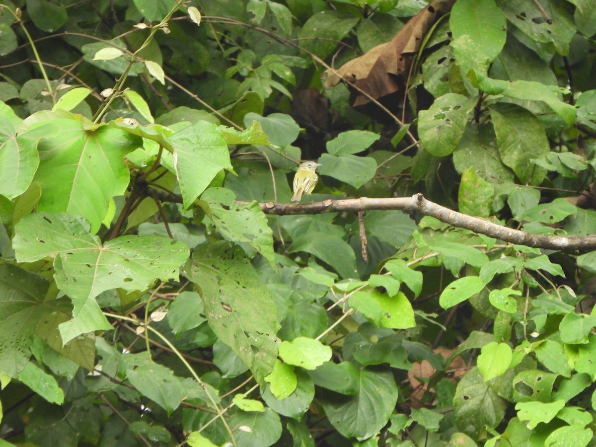 Yellow-olive Flatbill - ML646406676