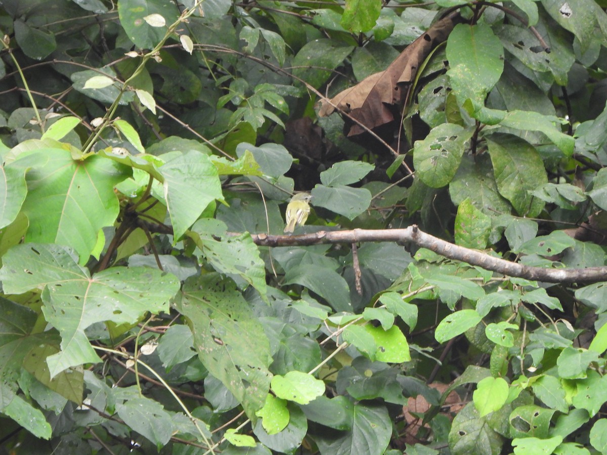 Yellow-olive Flatbill - ML646406677