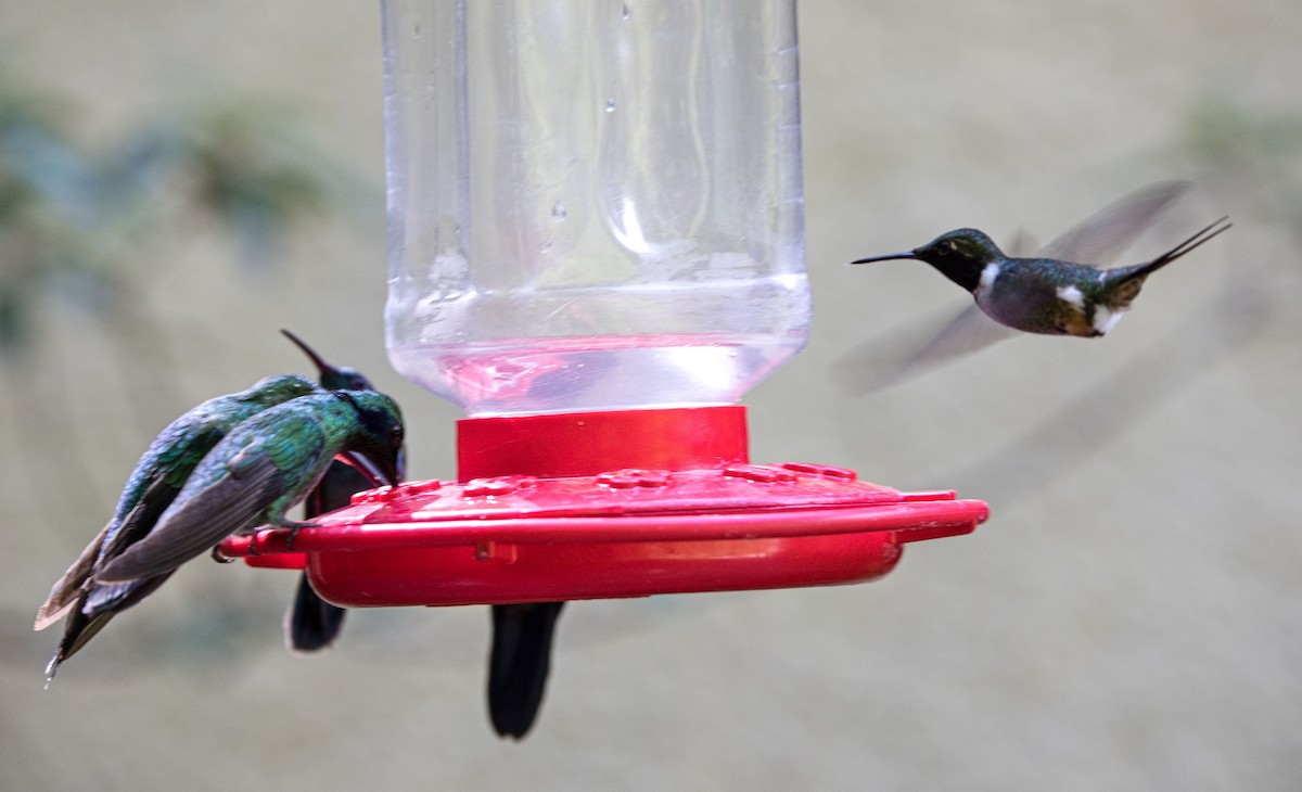 Magenta-throated Woodstar - ML646406678