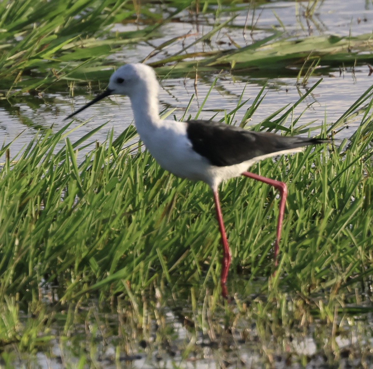 Black-winged Stilt - ML646406679