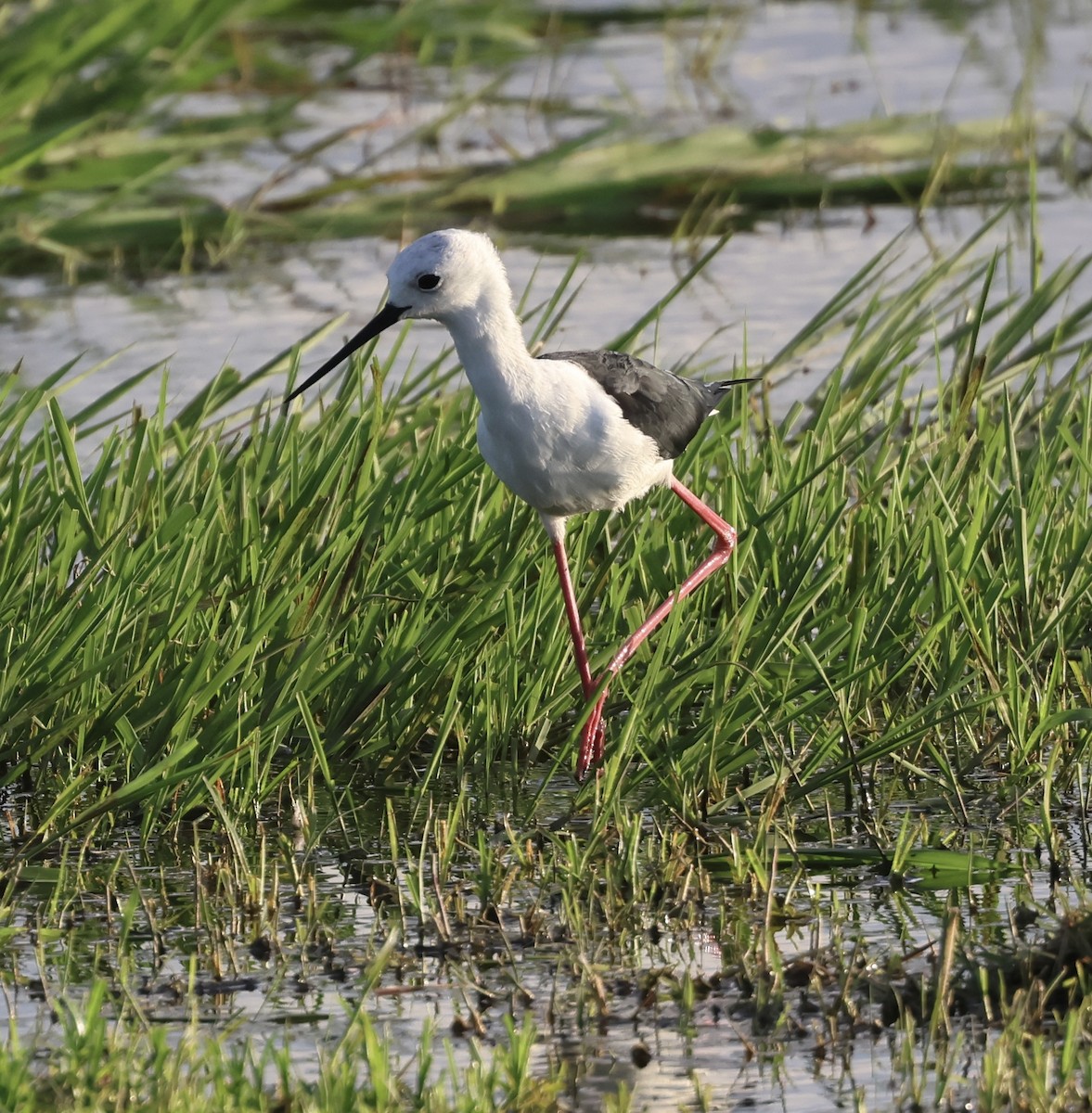 Black-winged Stilt - ML646406681